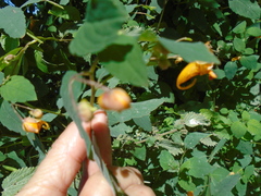Impatiens capensis