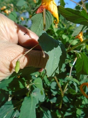 Impatiens capensis