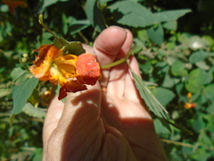 Impatiens capensis