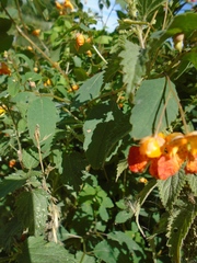 Impatiens capensis
