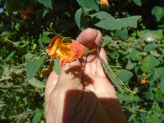 Impatiens capensis
