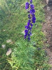Aconitum tauricum