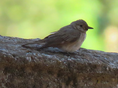 Muscicapa striata striata