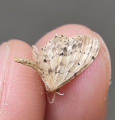 Idaea dimidiata