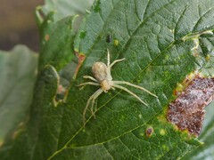 Philodromus albidus