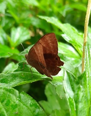 Abisara bifasciata suffusa