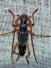 Disteniidae