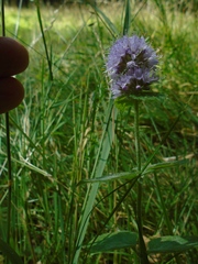 Mentha aquatica
