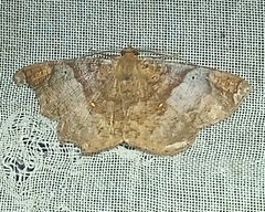 Thysanopyga casperia