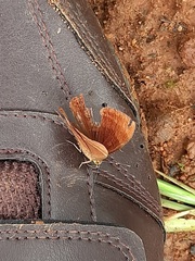Abisara bifasciata suffusa