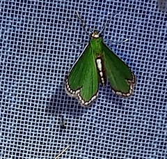 Synchlora pulchrifimbria