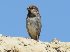 Passer domesticus tingitanus