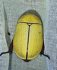 Macropoides crassipes