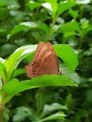 Abisara bifasciata suffusa