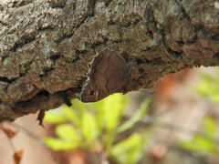 Hipparchia statilinus