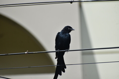 Dicrurus macrocercus