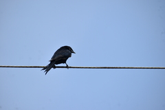Dicrurus macrocercus