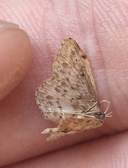Idaea dimidiata