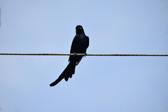 Dicrurus macrocercus