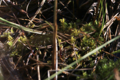 Triquetrella papillata