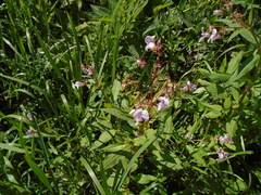 Impatiens glandulifera