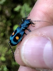 Pseudoxycheila bipustulata