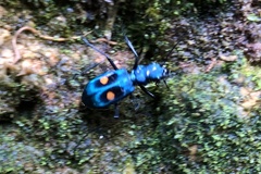 Pseudoxycheila bipustulata