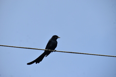 Dicrurus macrocercus