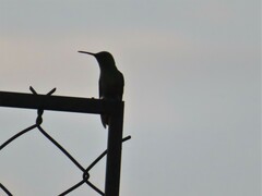 Saucerottia beryllina