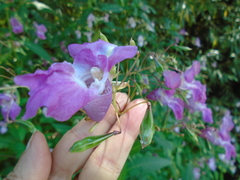 Impatiens glandulifera