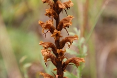 Orobanche bartlingii