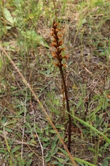 Orobanche bartlingii