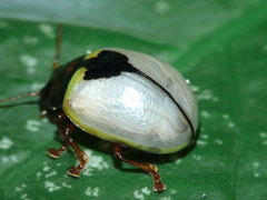Coleoptera