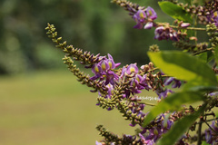 Wisteriopsis eurybotrya