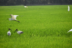 Threskiornis melanocephalus