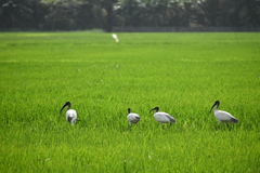 Threskiornis melanocephalus