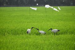 Threskiornis melanocephalus