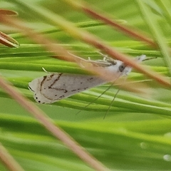 Crambus albellus
