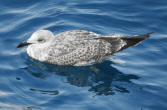 Larus michahellis