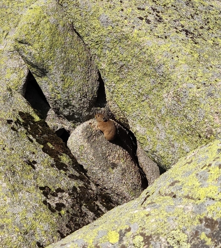 Alpine Pika