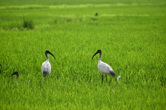 Threskiornis melanocephalus