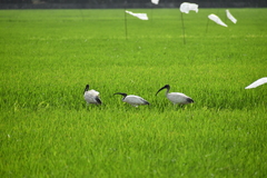 Threskiornis melanocephalus