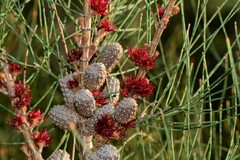 Allocasuarina paludosa