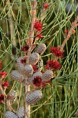 Allocasuarina paludosa