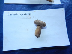 Lactarius romagnesii