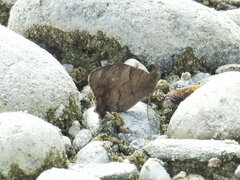 Hipparchia statilinus