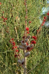Allocasuarina paludosa