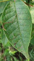 Pucciniastrum areolatum