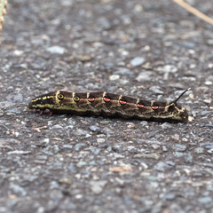 Theretra oldenlandiae