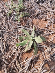 Arctotis arctotoides